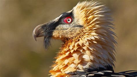 are there vultures in china